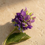 Lila blomma med grönt blad på varm sten i mjukt solljus